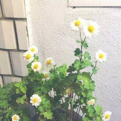 商务部部长王文涛会见世贸组织总干事伊维拉